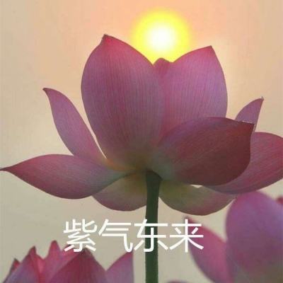 丛林大逃杀官方预约版